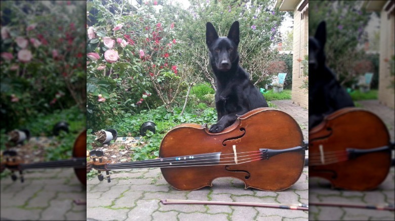 a dog standing behind a cello