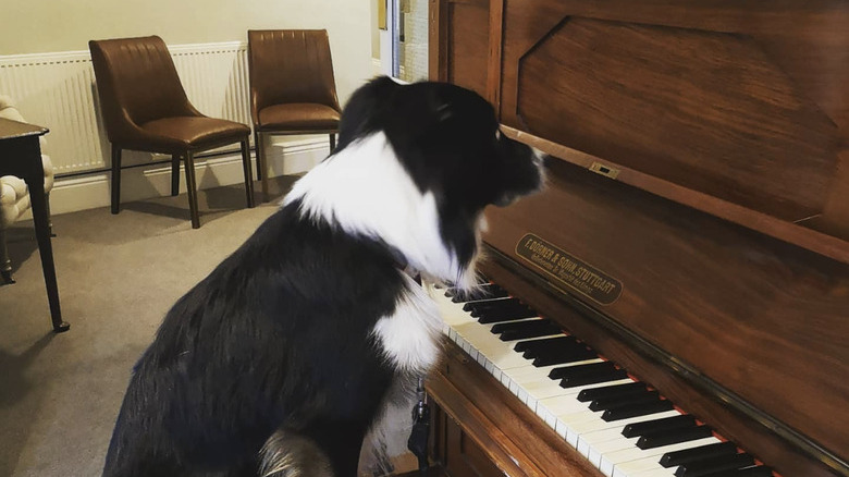 a dog sitting in front of a piano