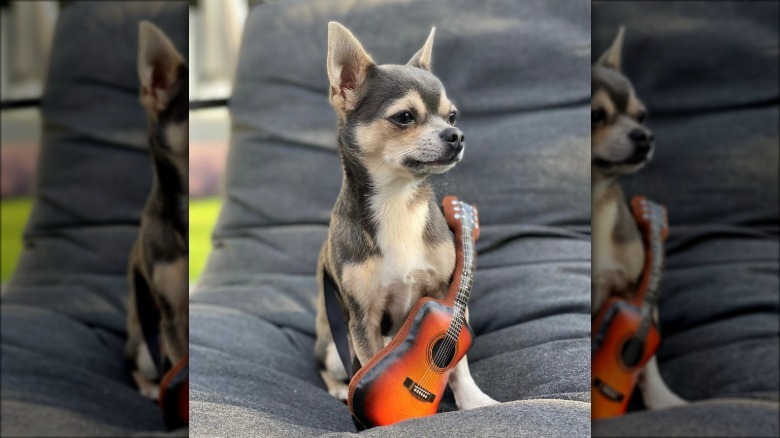a dog with an inflatable small guitar