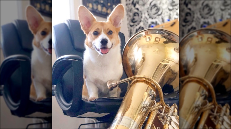 a corgi with a tuba
