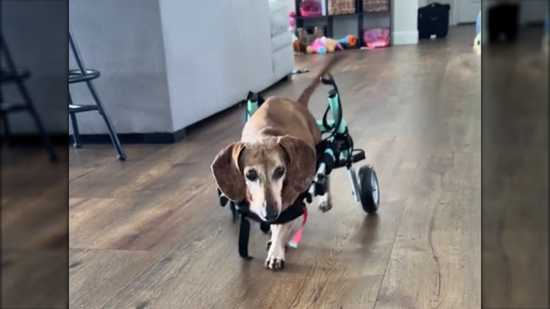 A senior dachshund in a wheelchair walking on a wooden floor.