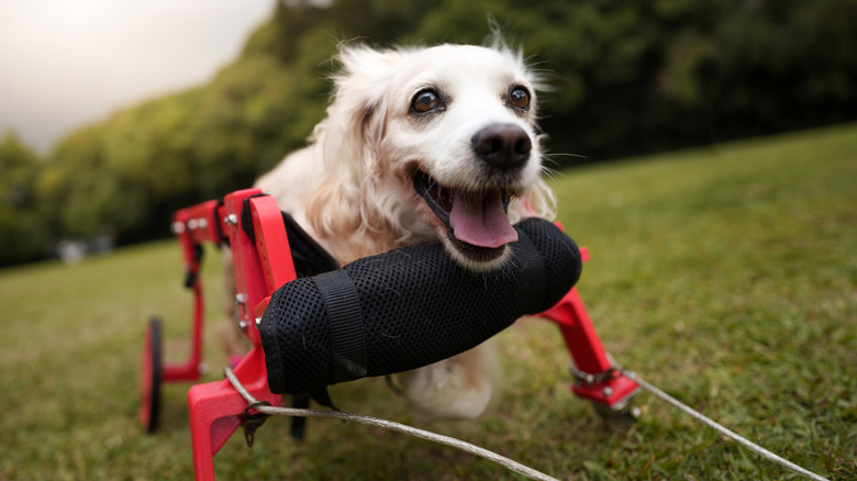 A blonde dog sitting outside in a red wheelchair.