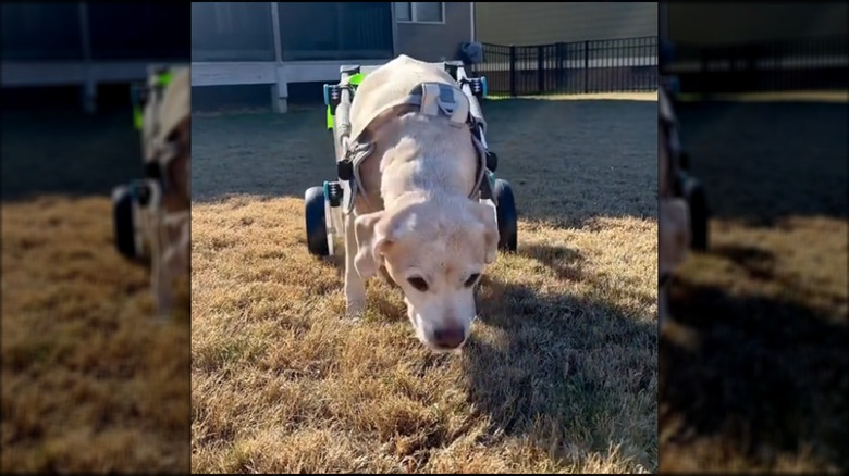 A tan and white dog in a wheelchair sniffing the grass.