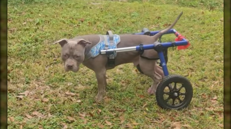 A muscular pit bull in wheelchair standing in a grassy area.