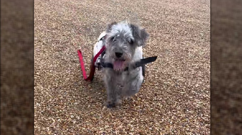 A shaggy dog in a wheelchair sitting in a field.