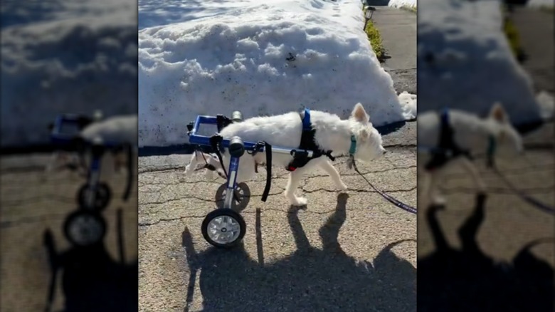 A white dog walking in a blue wheelchair in a snowy environment.