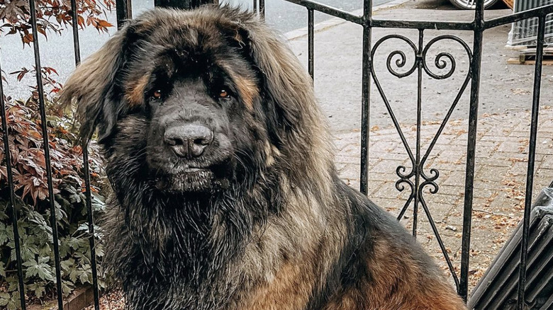 A muddy leonberger dog is sitting down.