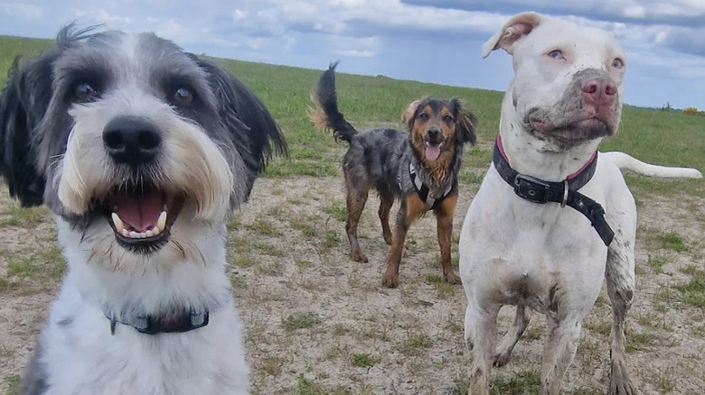 A trio of muddy dogs are in a field.