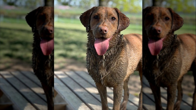 A happy and muddy brown dog has their tongue out while standing on a picnic table.