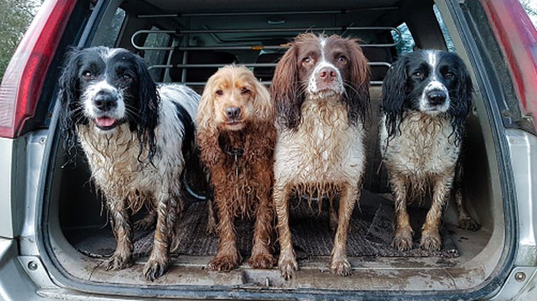 A group of muddy dogs in the trunk of car