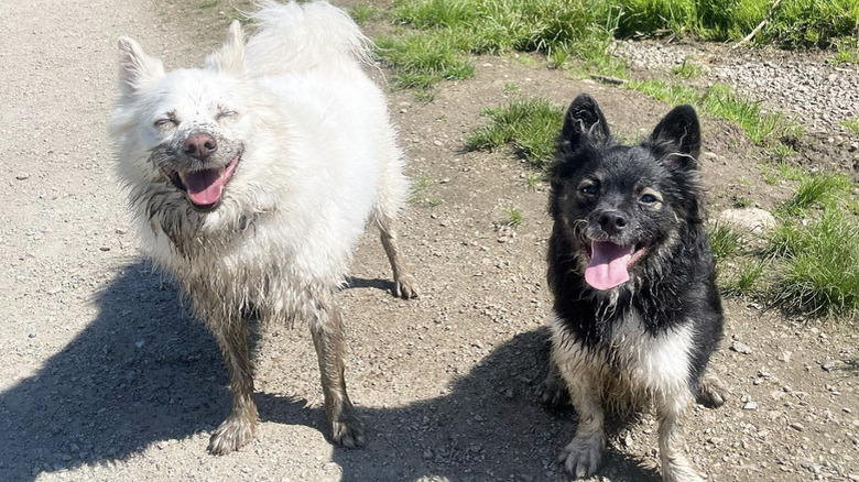 Two muddy dogs having with their tongues out while going for a walk on a nature path.