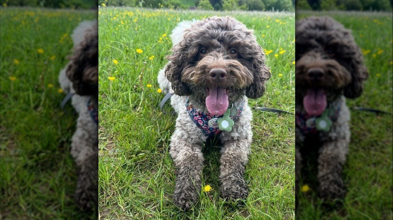A muddy cockapoo dog with has their tongue out while posing in the grass.