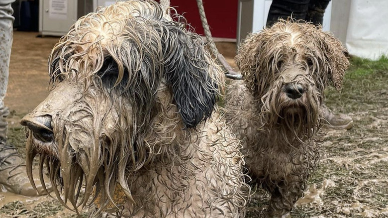 Two dogs are all covered in mud.
