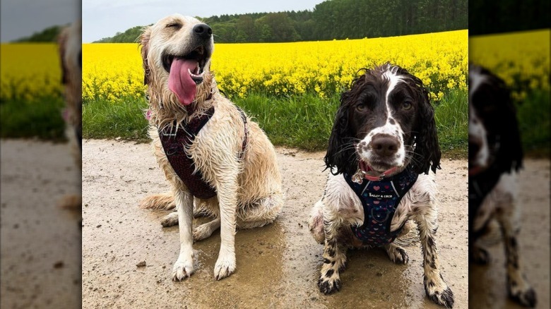 Two muddy dogs are in front of a field of yellow flowers.