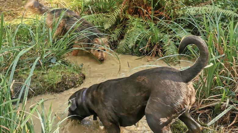 Two dogs are sniffing and wading into a muddy puddle in the woods.