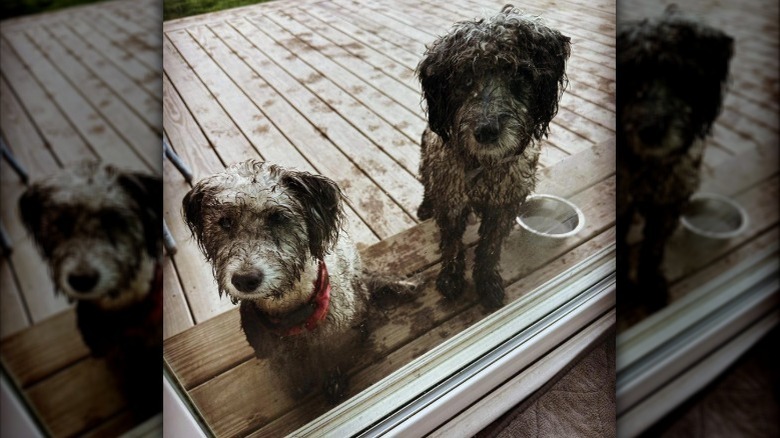 Two muddy dogs are looking sad as they look in a window from a porch.