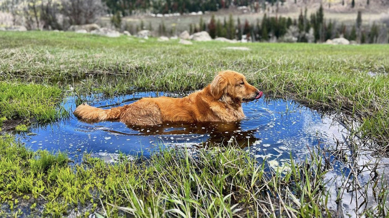 A muddy dog is lying in a large puddle with mountains in the distance.