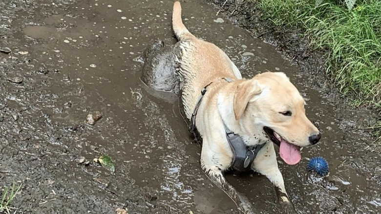 A happy dog is lying in a muddy puddle.