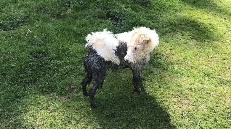 A white dog half covered in dark mud while playing in the grass.