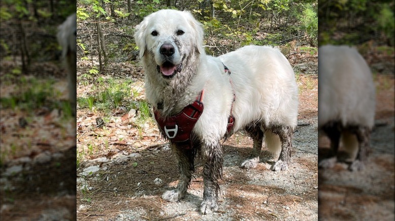 A happy white dog is half covered in mud while standing in a stream in the woods.