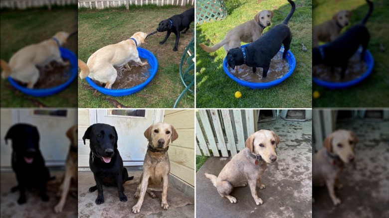 A collage of dogs playing in mud in a kiddie pool.