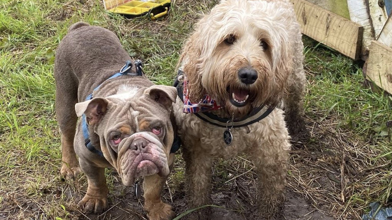 Two muddy dogs, one looking sad and the other is looking happy.