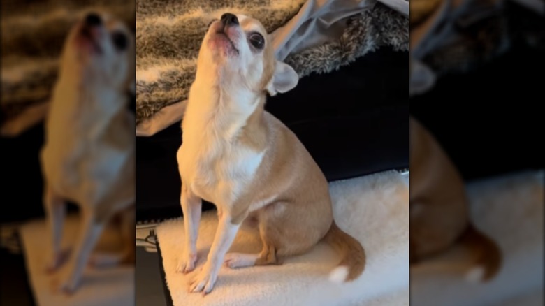 A small dog leaning its headback to howl.