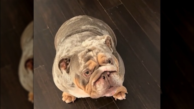 A large bulldog sitting on a wooden floor, looking up toward the ceiling.