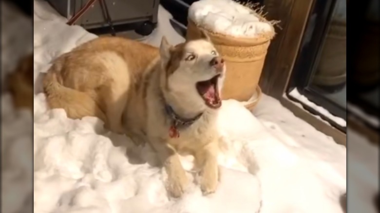 An open-mouthed husky lying in the sun.