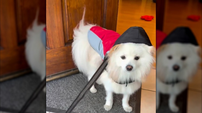 A small, fluffy white dog in a raincoat standing in a doorway.