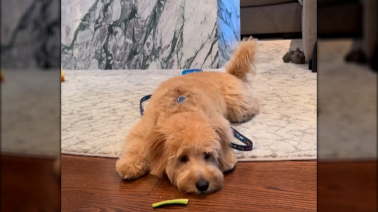 A fluffy blonde doodle lying on the ground next to a piece of zuchini.