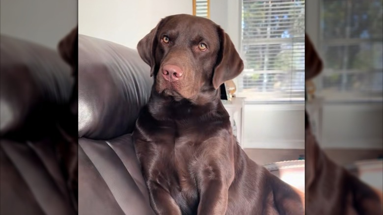 A large, chocolate-brown Labrador sitting on a leather couch.