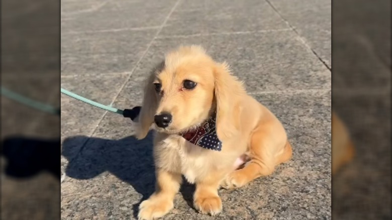 A small blonde puppy on a leach sitting outside.