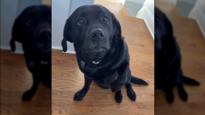 A black dog looking up toward  the ceiling.