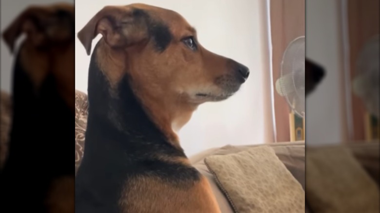 A black-and-brown dog seated upright.