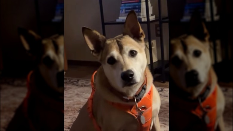 A dog in an orange harness sitting indoors.