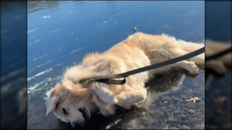 A golden retriever lying on a frozen lake.