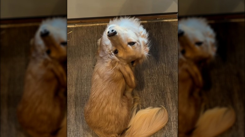 A blonde dachshund looking up toward the ceiling.