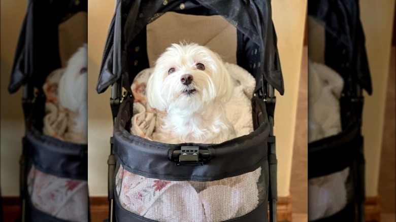 a maltese dog sitting inside a stroller.