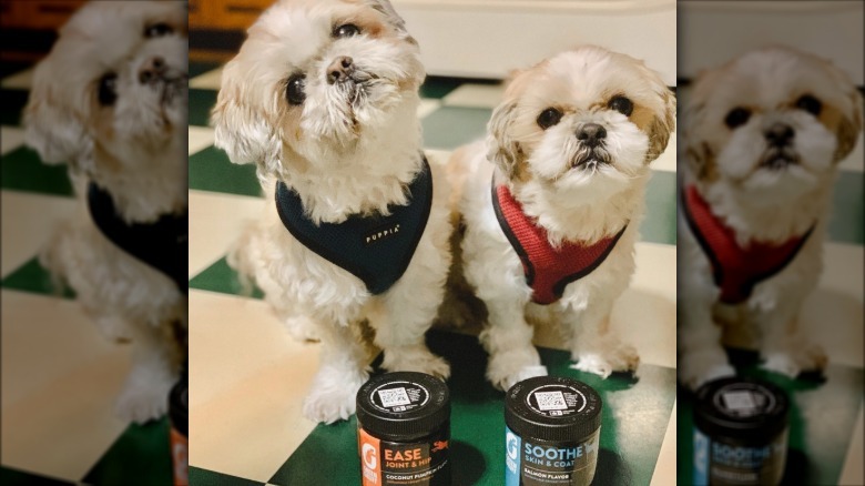two dogs seated before their very own supplement jars.