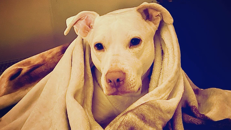 a dog looking cozy inside a blanket.