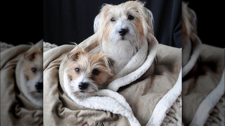 two dogs nestled inside a plush blanket.