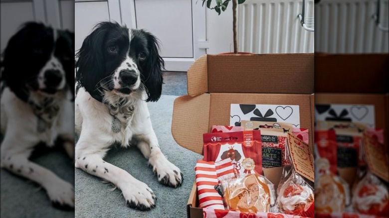 a dog lying next to a box of treats.
