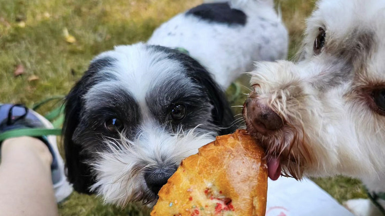 two dogs eating an apple bacon snack.