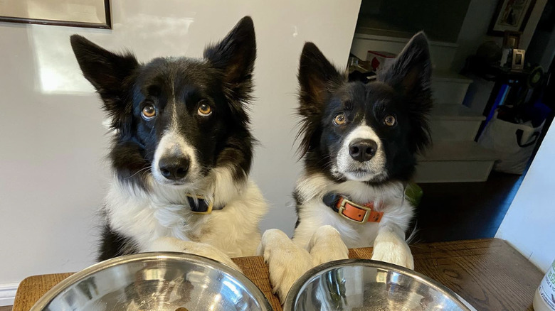 two dogs seated before bowls of food.