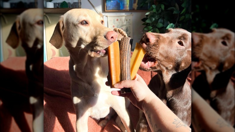 two dogs licking antler chews and treats.