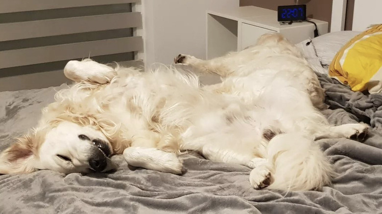 a dog lying on its back with eyes closed.