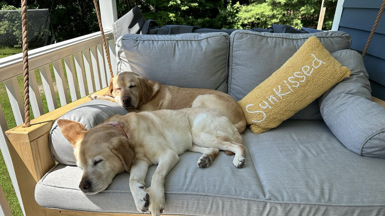 two dogs lying on a cushioned swing.