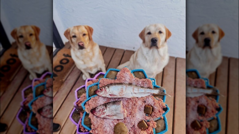 two dogs looking up at a plate of lamb and herring.