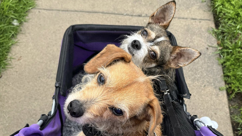 two dogs cozy in their stroller.